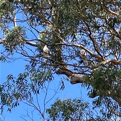 Cacatua galerita at Canyonleigh, NSW - 2 Sep 2025 10:06 AM