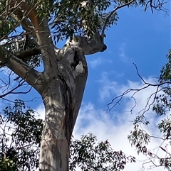 Cacatua galerita at Canyonleigh, NSW - 2 Sep 2025 10:06 AM