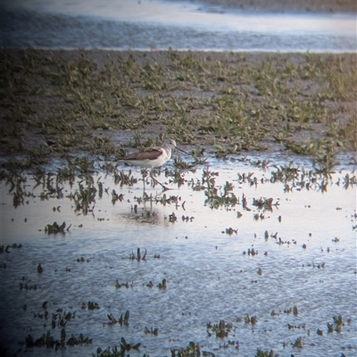 Tringa nebularia (Common Greenshank) at Leeton, NSW - 30 Aug 2025 by MattM