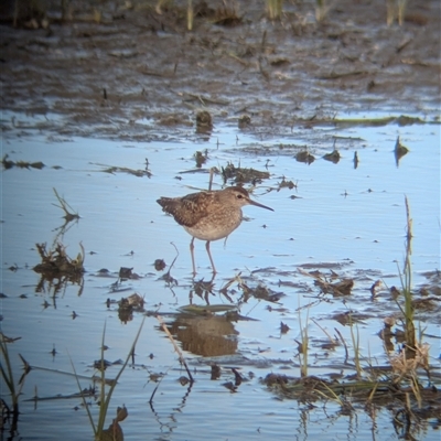 Tringa glareola (Wood Sandpiper) at Leeton, NSW - 30 Aug 2025 by MattM