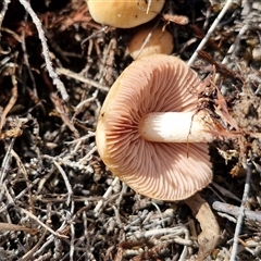 Unverified Cap on a stem; gills below cap [mushrooms or mushroom-like] at Gundary, NSW - 3 Sep 2025 by trevorpreston