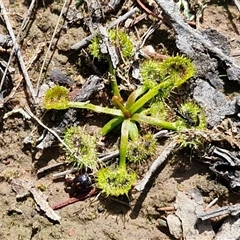 Drosera (genus) (A Sundew) at Gundary, NSW - 3 Sep 2025 by trevorpreston