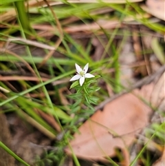 Rhytidosporum procumbens (White Marianth) at East Lynne, NSW - 3 Sep 2025 by Csteele4