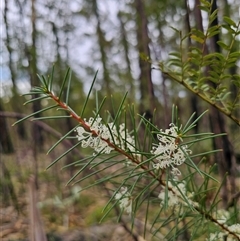 Hakea sericea (Needlebush) at East Lynne, NSW - 3 Sep 2025 by Csteele4