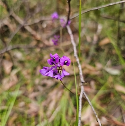 Hardenbergia violacea (False Sarsaparilla) at East Lynne, NSW - 3 Sep 2025 by Csteele4