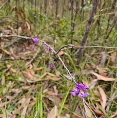 Hardenbergia violacea at East Lynne, NSW - 3 Sep 2025 12:42 PM