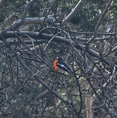 Petroica phoenicea (Flame Robin) at Anembo, NSW - 2 Sep 2025 by Csteele4