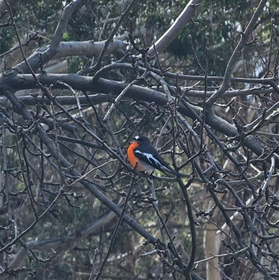 Petroica phoenicea (Flame Robin) at Anembo, NSW - 2 Sep 2025 by Csteele4