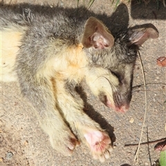 Trichosurus vulpecula (Common Brushtail Possum) at Narrabundah, ACT - 3 Sep 2025 by RobParnell