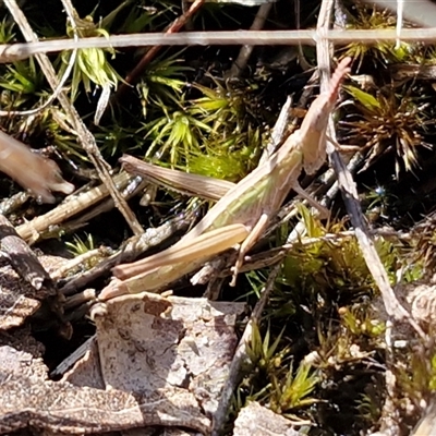 Keyacris scurra (Key's Matchstick Grasshopper) at Gundary, NSW - 3 Sep 2025 by trevorpreston