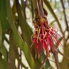 Amyema miquelii (Box Mistletoe) at Gundary, NSW - 3 Sep 2025 by trevorpreston