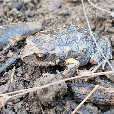 Uperoleia laevigata (Smooth Toadlet) at Gundary, NSW - 3 Sep 2025 by trevorpreston