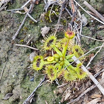 Drosera (genus) (A Sundew) at Gundary, NSW - 3 Sep 2025 by trevorpreston