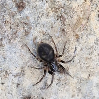 Intruda signata (Ground spider) at Gundary, NSW - 3 Sep 2025 by trevorpreston