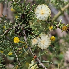 Acacia ulicifolia (Prickly Moses) at Gundary, NSW - 3 Sep 2025 by trevorpreston