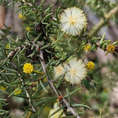 Acacia ulicifolia (Prickly Moses) at Gundary, NSW - 3 Sep 2025 by trevorpreston