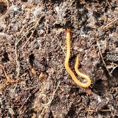 Cormocephalus aurantiipes at Gundary, NSW - 3 Sep 2025 by trevorpreston