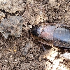 Molytria sp. (genus) (A cockroach) at Gundary, NSW - 3 Sep 2025 by trevorpreston