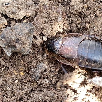 Molytria sp. (genus) (A cockroach) at Gundary, NSW - 3 Sep 2025 by trevorpreston