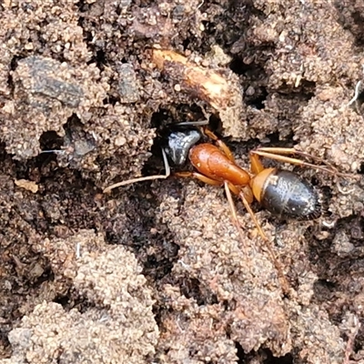 Camponotus consobrinus (Banded sugar ant) at Gundary, NSW - 3 Sep 2025 by trevorpreston