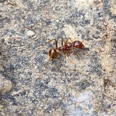 Aphaenogaster longiceps (Funnel ant) at Gundary, NSW - 3 Sep 2025 by trevorpreston