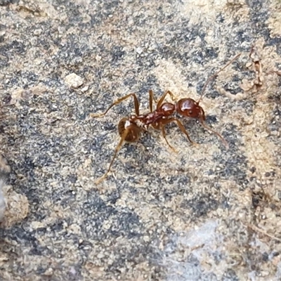 Aphaenogaster longiceps (Funnel ant) at Gundary, NSW - 3 Sep 2025 by trevorpreston