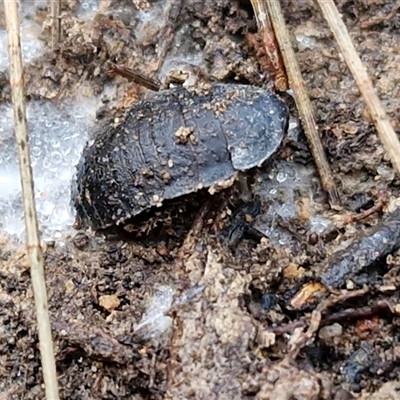 Molytria sp. (genus) (A cockroach) at Gundary, NSW - 3 Sep 2025 by trevorpreston