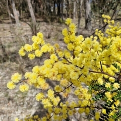 Acacia terminalis (Sunshine Wattle) at Gundary, NSW - 3 Sep 2025 by trevorpreston