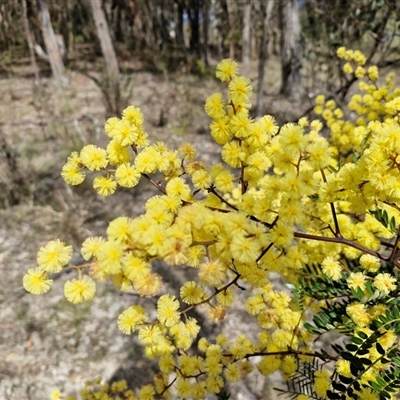Acacia terminalis (Sunshine Wattle) at Gundary, NSW - 3 Sep 2025 by trevorpreston