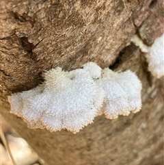 Schizophyllum commune (Split Gill Fungus) at Canyonleigh, NSW - 3 Sep 2025 by blacksheep