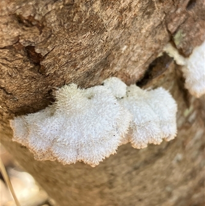 Schizophyllum commune (Split Gill Fungus) at Canyonleigh, NSW - 3 Sep 2025 by blacksheep