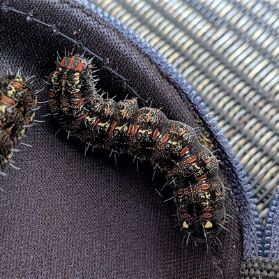 Apina callisto (Pasture Day Moth) at Gungahlin, ACT - 3 Sep 2025 by chriselidie