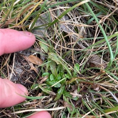 Hypochaeris radicata (Cat's Ear, Flatweed) at Mount Clear, ACT - 15 Aug 2025 by JamesVandersteen
