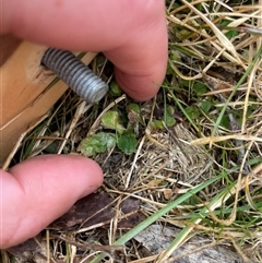 Hypochaeris radicata (Cat's Ear, Flatweed) at Mount Clear, ACT - 15 Aug 2025 by JamesVandersteen