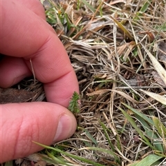 Asperula conferta (Common Woodruff) at Mount Clear, ACT - 15 Aug 2025 by JamesVandersteen