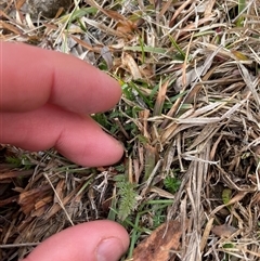 Oreomyrrhis eriopoda (Australian Carraway) at Mount Clear, ACT - 15 Aug 2025 by JamesVandersteen