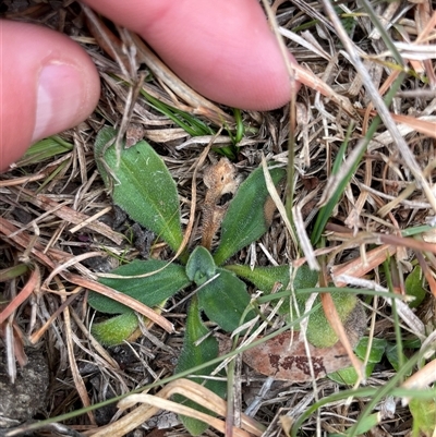Plantago varia (Native Plaintain) at Mount Clear, ACT - 15 Aug 2025 by JamesVandersteen