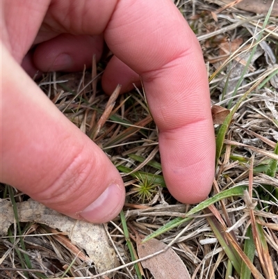 Polytrichaceae sp. (family) at Mount Clear, ACT - 15 Aug 2025 by JamesVandersteen