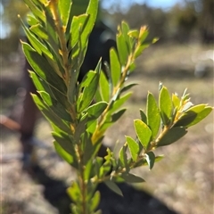 Acacia (genus) (A Wattle) at Kenny, ACT - 1 Sep 2025 by HappyWanderer