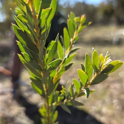 Acacia (genus) (A Wattle) at Kenny, ACT - 1 Sep 2025 by HappyWanderer