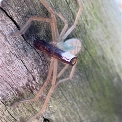 Delena cancerides (Social huntsman spider) at Canyonleigh, NSW - 3 Sep 2025 by blacksheep