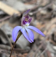 Caladenia caerulea (Blue Fingers, Blue Fairies) at Denman Prospect, ACT - 2 Sep 2025 by HappyWanderer