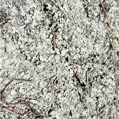 Unverified Lichen at Watson, ACT - 3 Sep 2025 by HappyWanderer