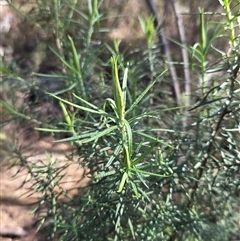 Cassinia longifolia (Shiny Cassinia, Cauliflower Bush) at Watson, ACT - 3 Sep 2025 by HappyWanderer