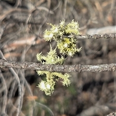 Unverified Lichen at Watson, ACT - 3 Sep 2025 by HappyWanderer