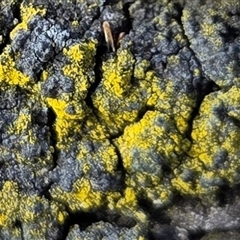 Unverified Lichen at Watson, ACT - 3 Sep 2025 by HappyWanderer