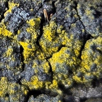 Unverified Lichen at Watson, ACT - 3 Sep 2025 by HappyWanderer