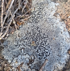 Unverified Lichen at Watson, ACT - 3 Sep 2025 by HappyWanderer