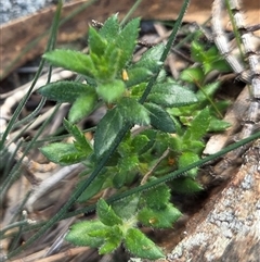Gonocarpus tetragynus (Common Raspwort) at Watson, ACT - 3 Sep 2025 by HappyWanderer