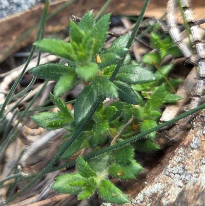 Gonocarpus tetragynus (Common Raspwort) at Watson, ACT - 3 Sep 2025 by HappyWanderer